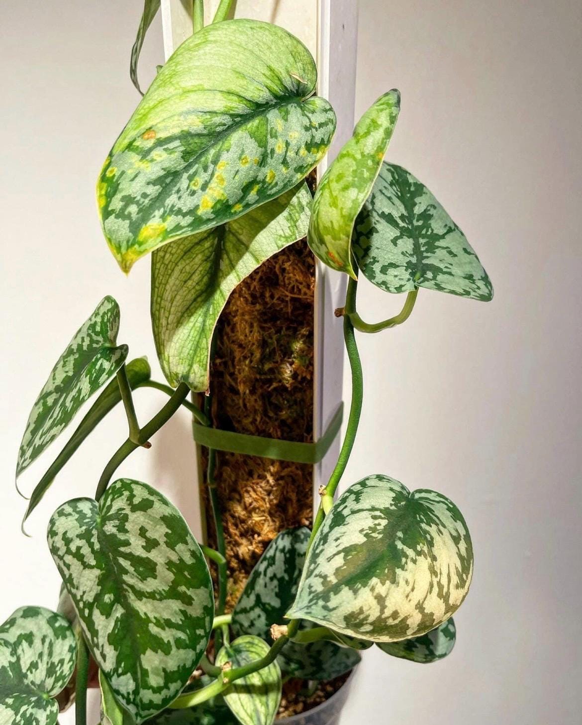 scindapsus bathala(最上級斑) scindapsus bathala(最上級斑)