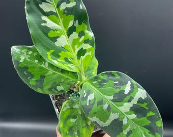 Aglaonema Pictum Tricolor - Etsy Aglaonema Pictum Tricolor - Etsy