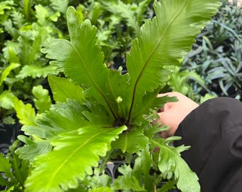 4” CHAMPION BIRD NEST Fern plant pot - easy care lush houseplant - terrarium friendly