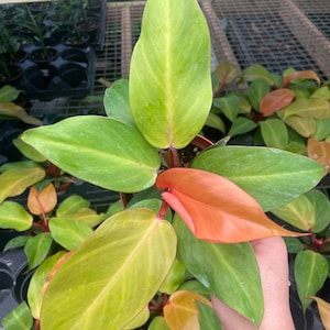 May include: A close-up of a Philodendron plant with large, vibrant green leaves and a few new leaves in shades of orange and red. The plant is in a brown pot, and the background shows other plants in a greenhouse setting.