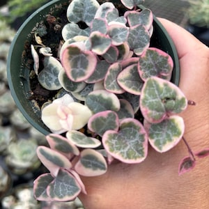 May include: A variegated string of hearts plant in a dark green plastic nursery pot. The succulent features small, heart-shaped leaves with a mottled green and silver pattern, edged in shades of cream, white, and soft pink, trailing over the rim.