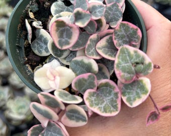 4” Variegated String of Hearts pot - multiple rooted growth VSOH - colorful pink yellow cream green foliage - succulent plant - Mother GIFT