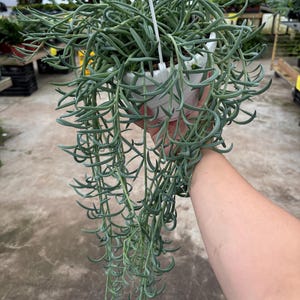 6” String of Fish Hooks hanging basket - uncommon trailing & fully rooted String of Things plant - lush succulent- low maintenance - gift