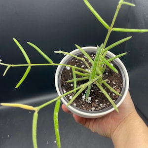 May include: A potted Hoya linearis plant with long, slender, green leaves and stems. The plant is in a white ceramic pot filled with soil. The background is a solid black.