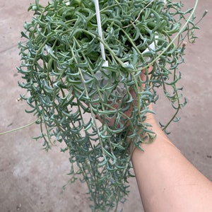 May include: A hanging plant with long, trailing, green stems and small, pointed leaves. The plant is in a white pot and is being held by a hand.