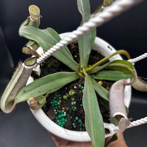 4.5” NEPENTHES ALBOMARGINATA hanging basket - Rare CARNIVOROUS Pitcher plant - houseplant - home decor