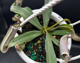 4.5” NEPENTHES ALBOMARGINATA hanging basket - Rare CARNIVOROUS Pitcher plant - houseplant - home decor
