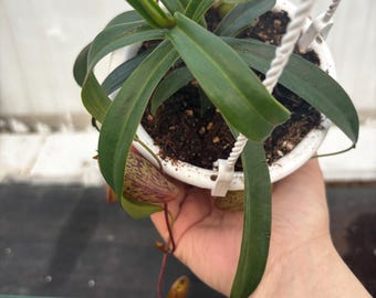4.5” NEPENTHES ARISTOLOCHIOIDES x SPECTABILIS hanging basket - Carnivorous Pitcher plant leaves - houseplant - home decor