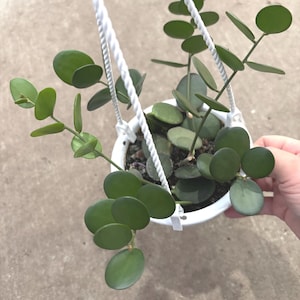 4.5” SILVER DOLLAR VINE hanging basket - uncommon trailing & fully rooted String of Coins plant - low maintenance succulent - gift