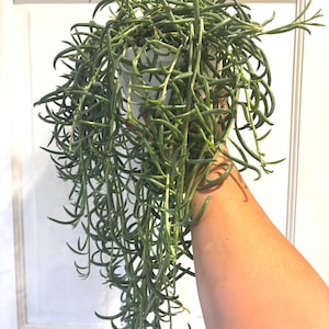 May include: A trailing succulent plant with long, slender, dark green, bean-shaped leaves cascading downwards from a white plastic pot. The foliage is dense and creates a thick, hanging display of curved, pointed stems that drape over the sides.