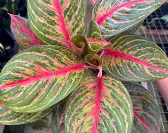 6” GARNET COLTRANE AGLAONEMA plant pot - Chinese Evergreen - rooted growth points - colorful houseplant - home decor - gift