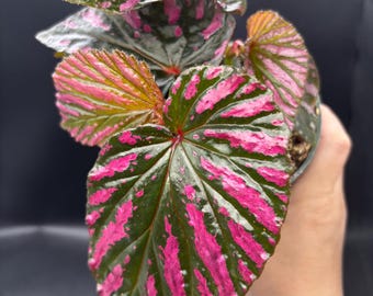 4” BREVIRIMOSA SUBSP. EXOTICA Begonia plant pot - metallic pink foliage - rare showstopper home decor - houseplant - elongated leaves