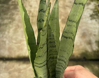 4” SPEARMINT Snake plant pot - light green Sansevieria - home decor houseplant - removes pollutants foliage - easy care low light succulent