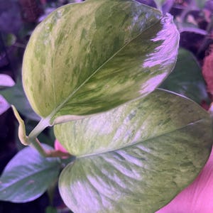 JESSENIA Pothos plant - Epipremnum Aurea - 3 leaf high to medium color strand - chartreuse foliage - houseplant - collector’s home decor