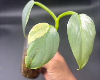 VARIEGATED SILVER SWORD plant - rare exact Philodendron Hastatum - houseplant - yellow silver green leaf foliage - lightly rooted in moss