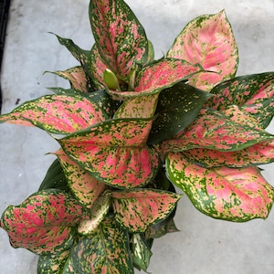 6” Aglaonema Pink plant pot - Chinese Evergreen - 2 plants with rooted growth points - colorful houseplant - home decor - excellent GIFT