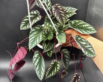4.5” CISSUS DICOLOR Rex Begonia Vine plant hanging basket - trailing striking heart shaped leaves- silver green purple foliage home decor -
