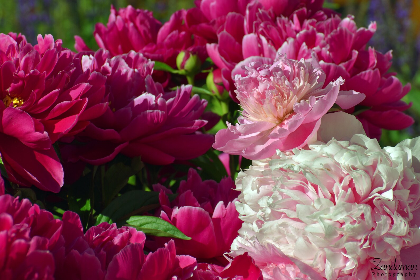 Purple Pink white Peonies flowers digital photos instant Etsy
