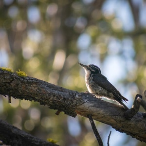 Three-Toed Woodpecker Digital Download - Nature Wildlife Photography - Mountain Bird - Printable Art for Home and Office