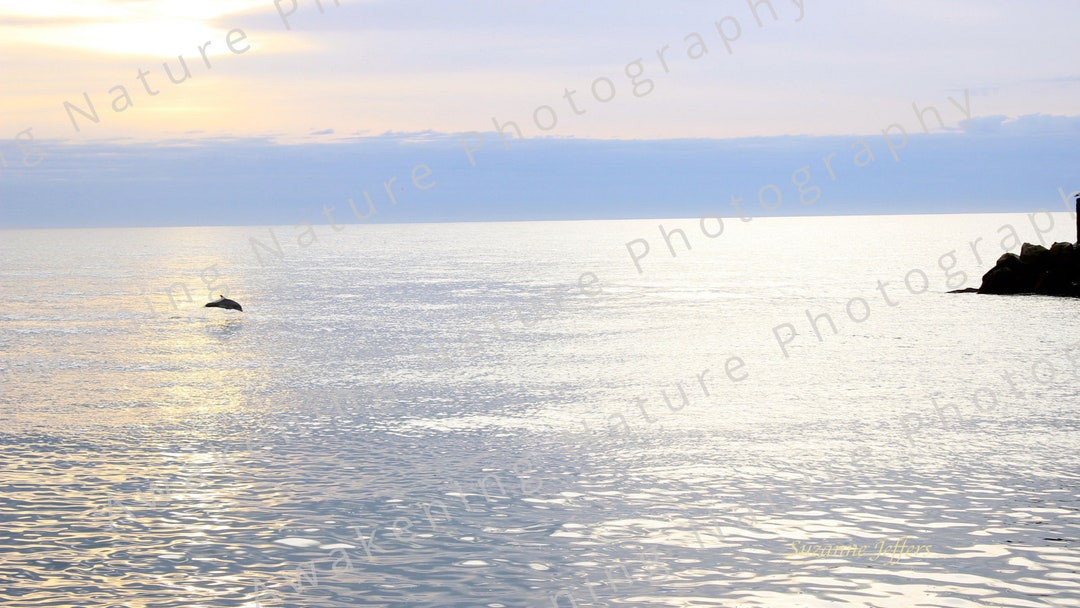 Dolphin Celebrates | Sunrise, Dolphin Jumps | Ocean Wall Art | Nature ...