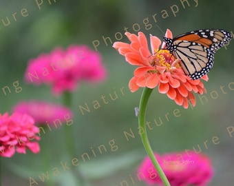 Butterfly Bliss | Monarch Butterfly Photo | Monarch Print | Butterfly Garden Photograph | Colorful Flower |