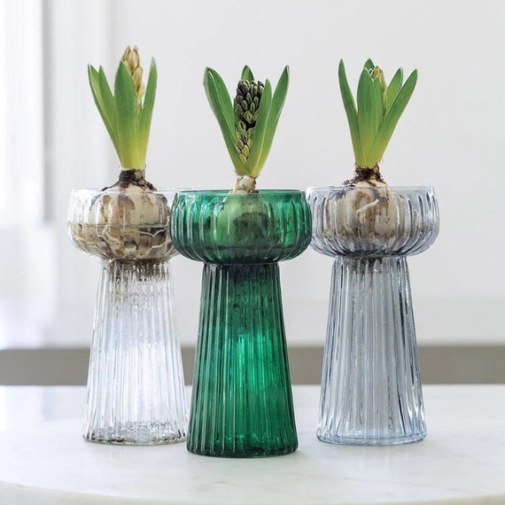 Vase en verre à bulbe de fleur de jacinthe nervurée Vases en - Etsy France