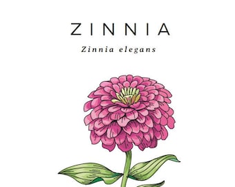 Zinnia Cut Flower Seeds  | Easy to grow and reliable blooming flowers | Fall Garden Seeds |