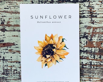 Sunflower Seed Packet  | Spring Garden Seeds