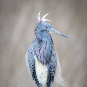 Tri colored heron, coast, coastal photo, charleston photography, birds, white, fishing, sea, wall art, wall decor, interior design, fish
