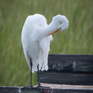 Great white egret, coast, coastal photo, charleston photography, birds, white, fishing, sea, wall art, wall decor, interior design, fish