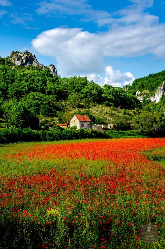 French Poppy Field | Etsy