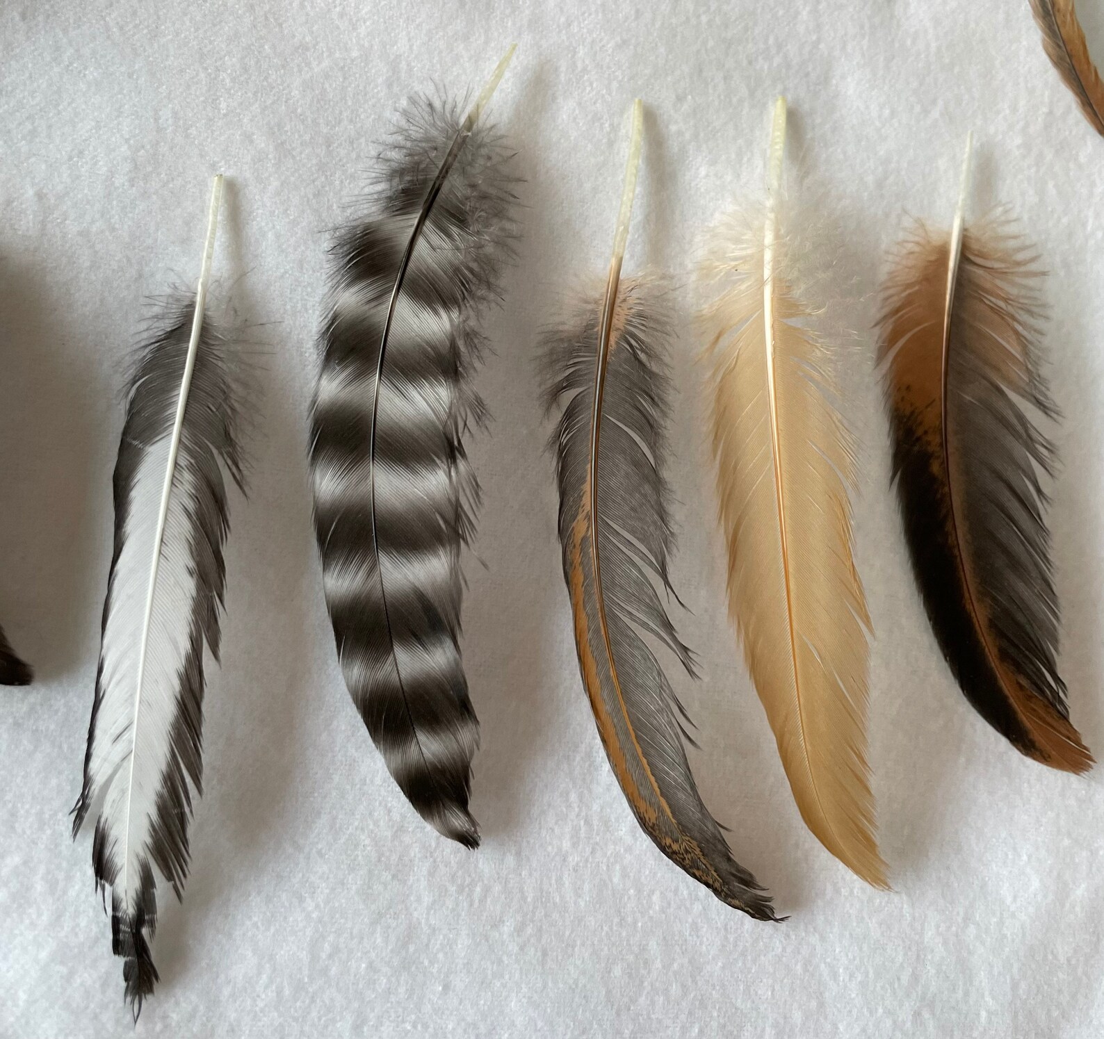 Assorted Chicken Feathers Etsy