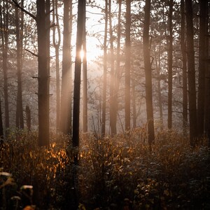 4 Digital Photos, Digital Download, Forest, Woods, Trees, Photography, Wall art, Print, Photography, Beautiful, Art, Digitial File