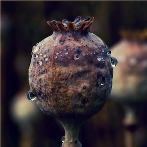 Black poppy fragrance oil | Perfume oil | Candle fragrance oil | Fragrance oil for reed diffuser