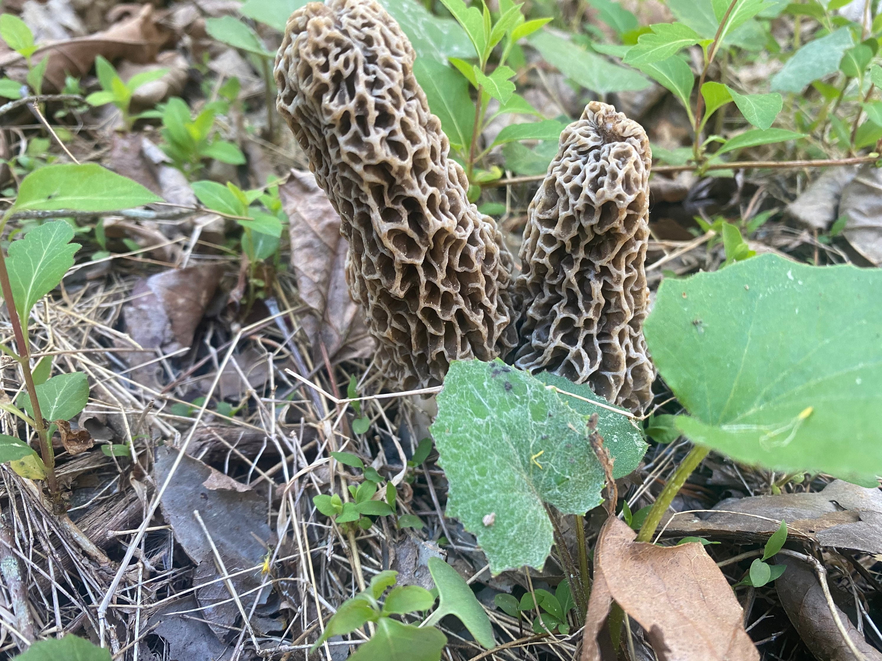 1 Oz. Morel Mushroom Seasoning Etsy