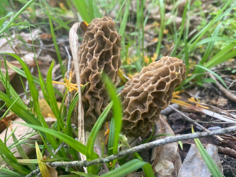 1 Oz. Morel Mushroom Seasoning Etsy