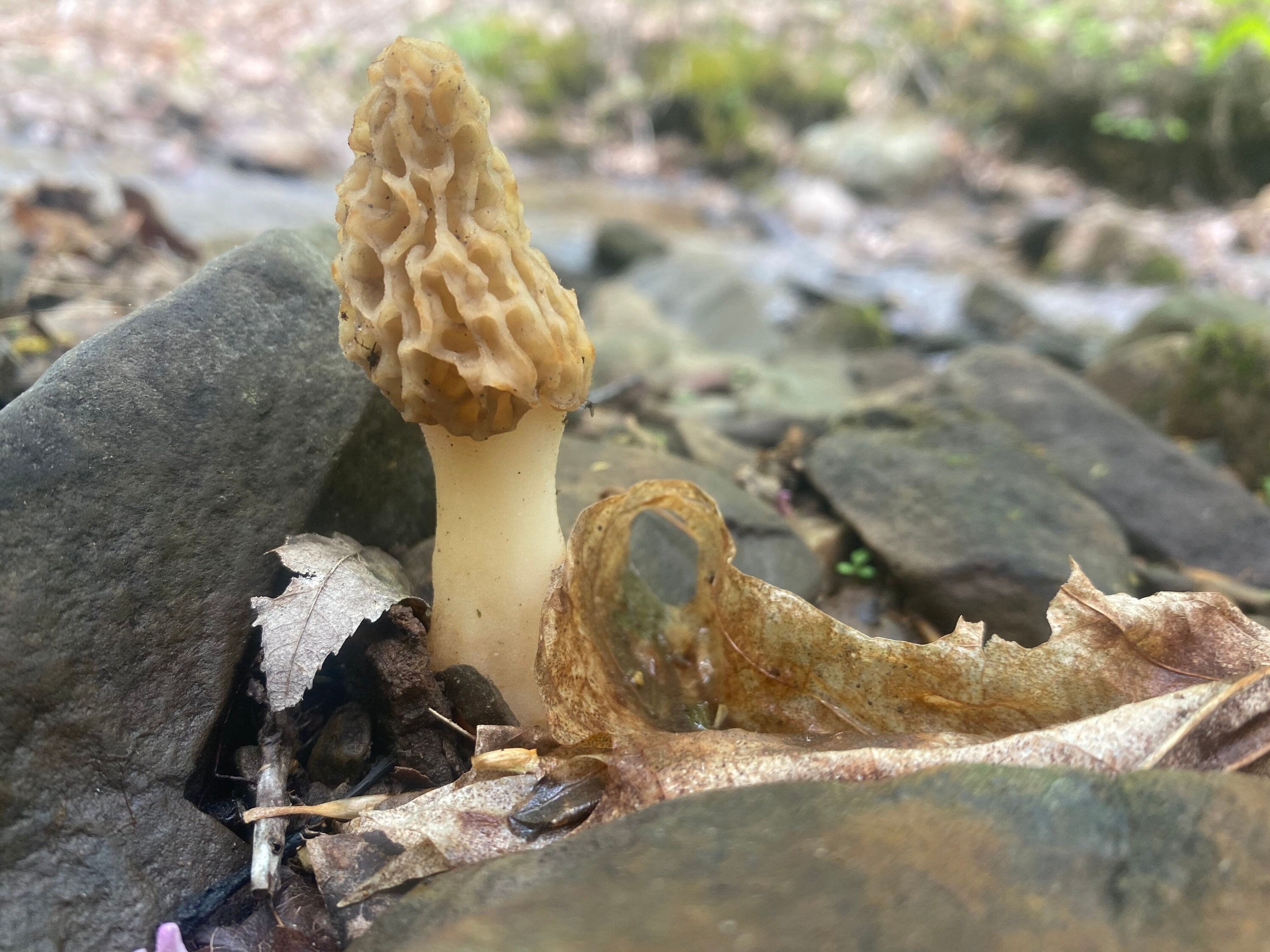 1 Oz. Morel Mushroom Seasoning Etsy