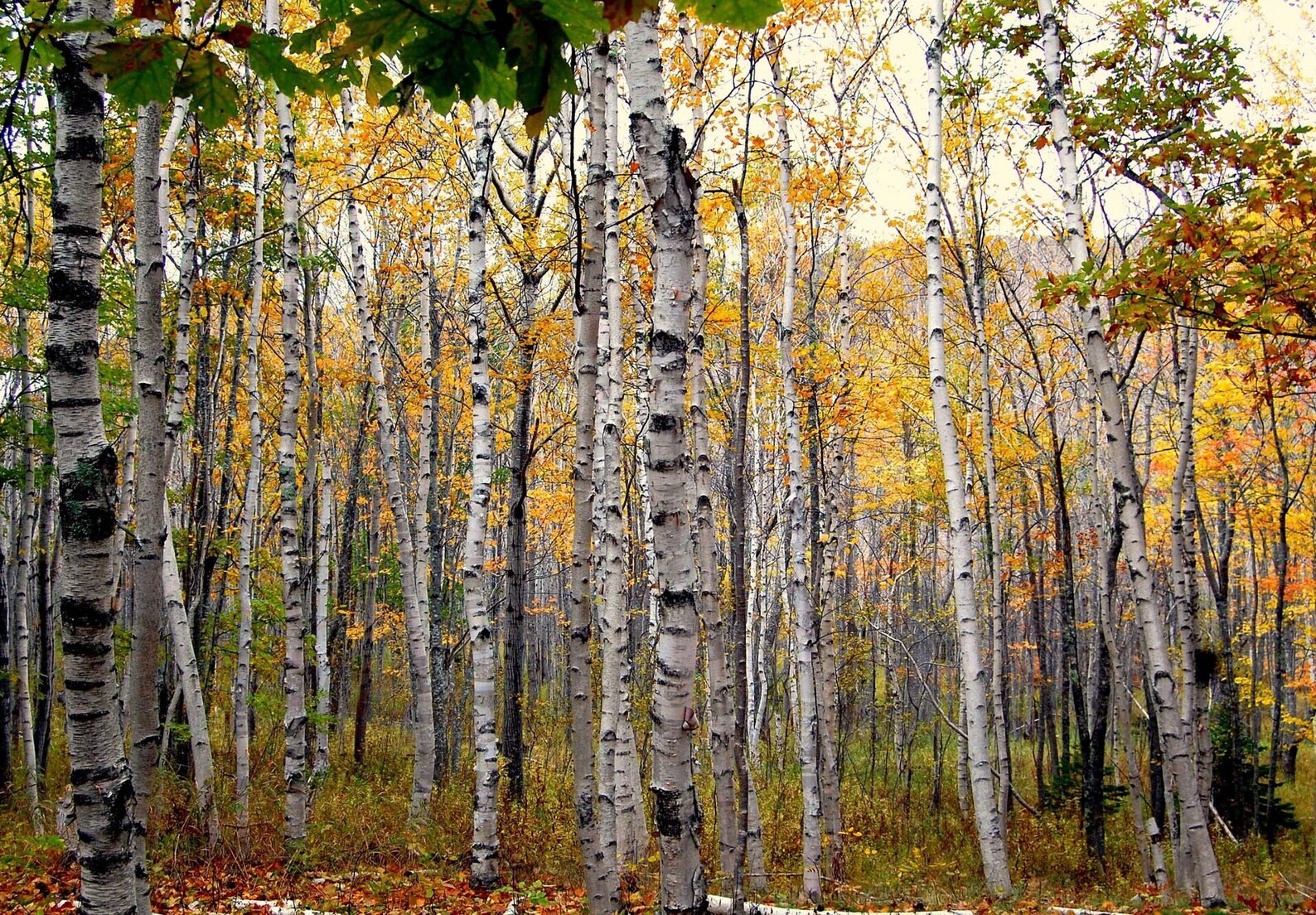 Organic WHITE BIRCH BARK Tea | Betula Pendula Dried Herbal Bark ...