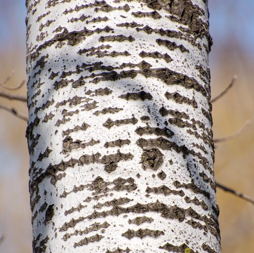 WHITE POPLAR BARK | Populus Alba| Herbal | Loose | Herb | Fresh Harvested |  Premium Quality, image size:1024x1023