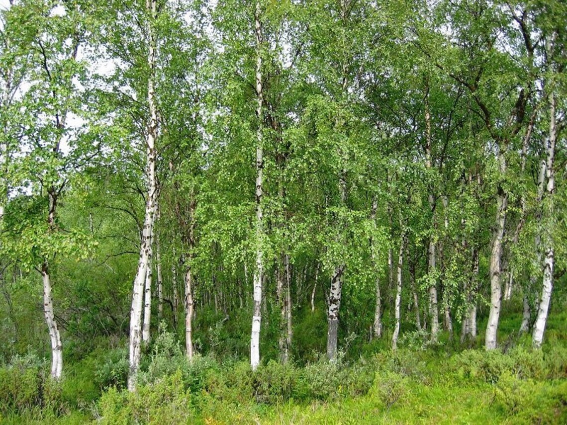 Organic WHITE BIRCH BARK Tea | Betula Pendula Dried Herbal Bark ...