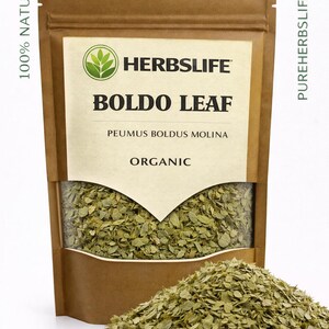 Boldo Plant - Etsy