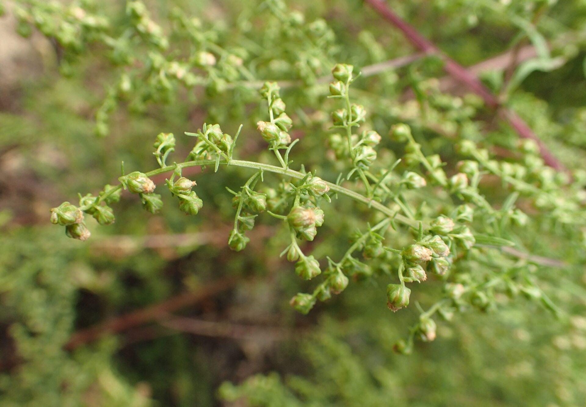 Organic Sweet Wormwood Herb | Artemisia Annua Dried Cut for Tea ...