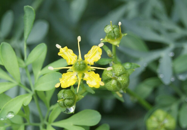 Organic RUE Ruta Graveolens Herbal Tea Rue Tea Healing Protection Dried Herbs Organic Herbs Herba Tea image 3