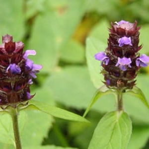 HERBE D'AUTO-GUÉRISON biologique Prunella vulgaris Brunelle vulgaire Thé d'auto-guérison Tisane Herbes séchées Herbes biologiques Herba Thé image 3