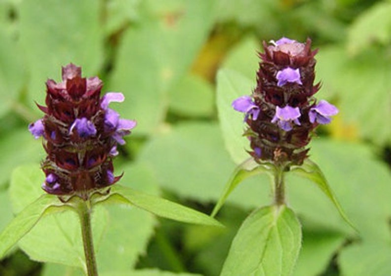 HERBE D'AUTO-GUÉRISON biologique Prunella vulgaris Brunelle vulgaire Thé d'auto-guérison Tisane Herbes séchées Herbes biologiques Herba Thé image 3