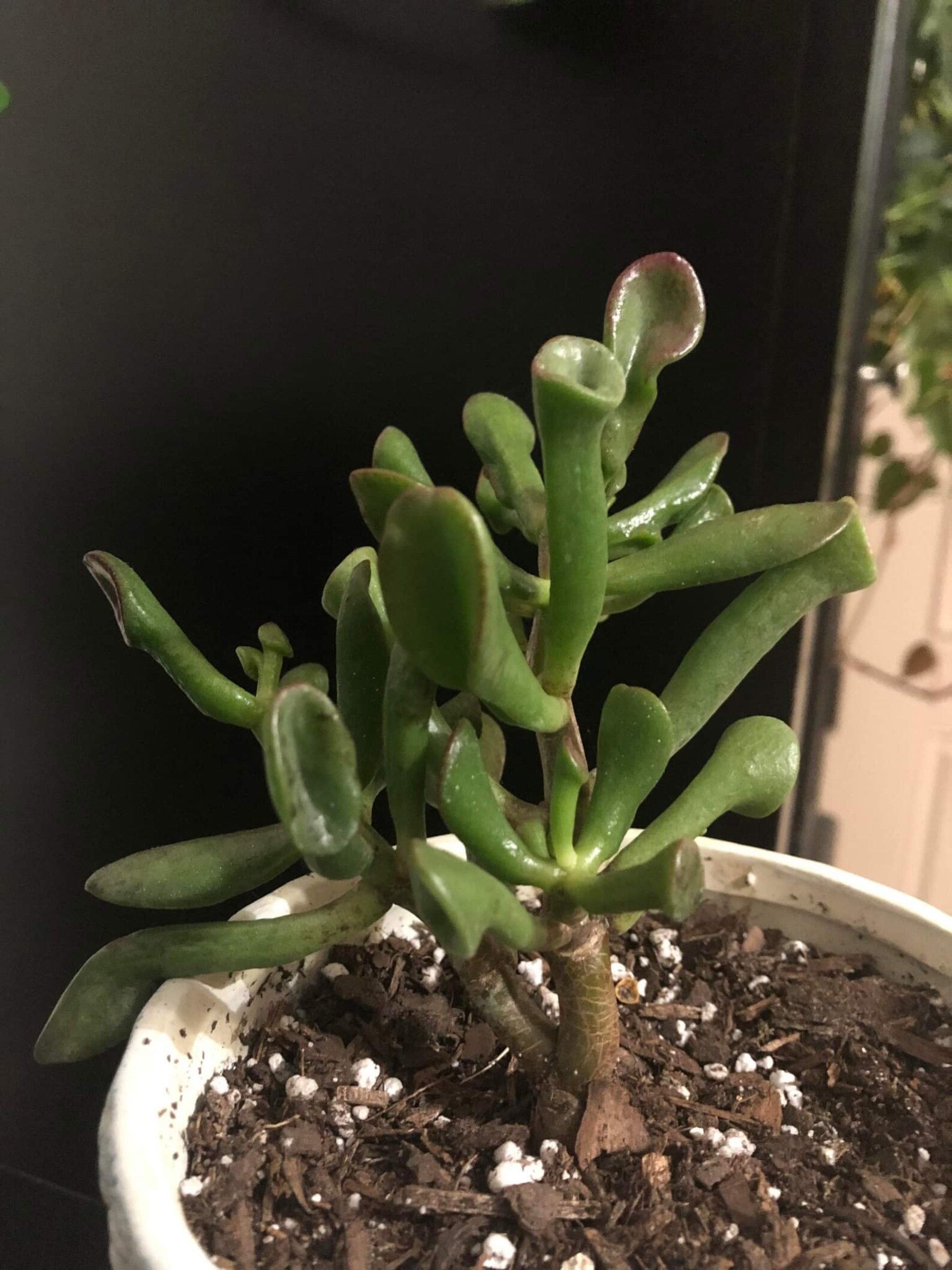 Crassula Ovata Ogre Ears Gollum Jade Plant Etsy Australia