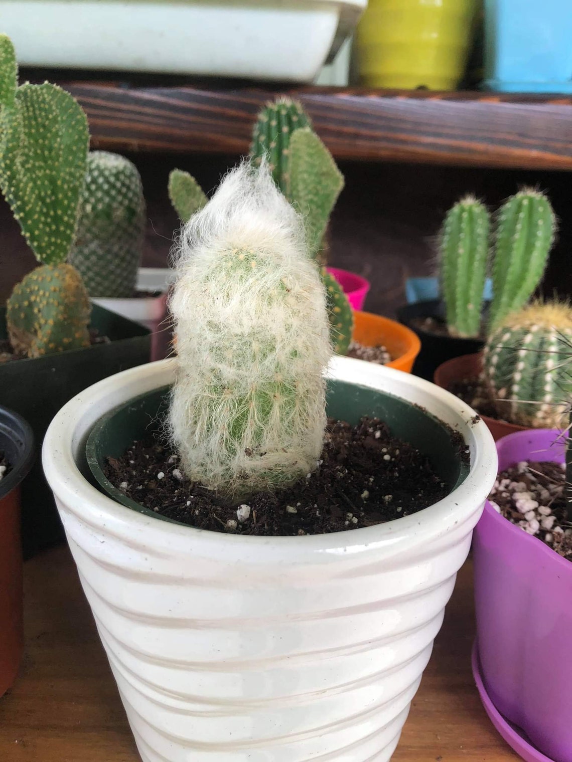 old man cactus old man cactus