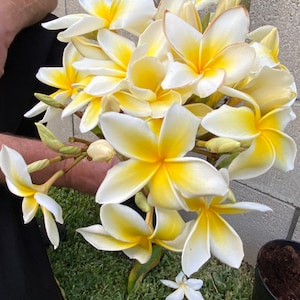 Unrooted Plumeria live plant cutting scented LARGE petal white/yellow flowers