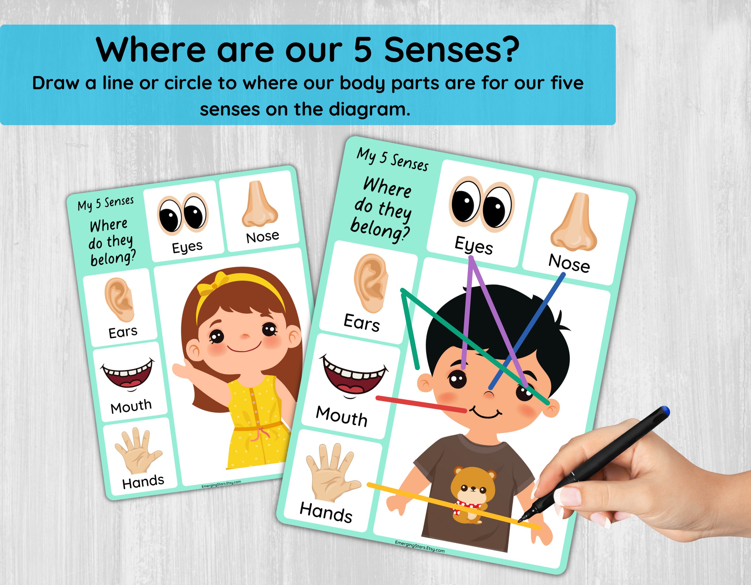 Five Senses Worksheets for Preschool/ Toddler 5 Senses Activity