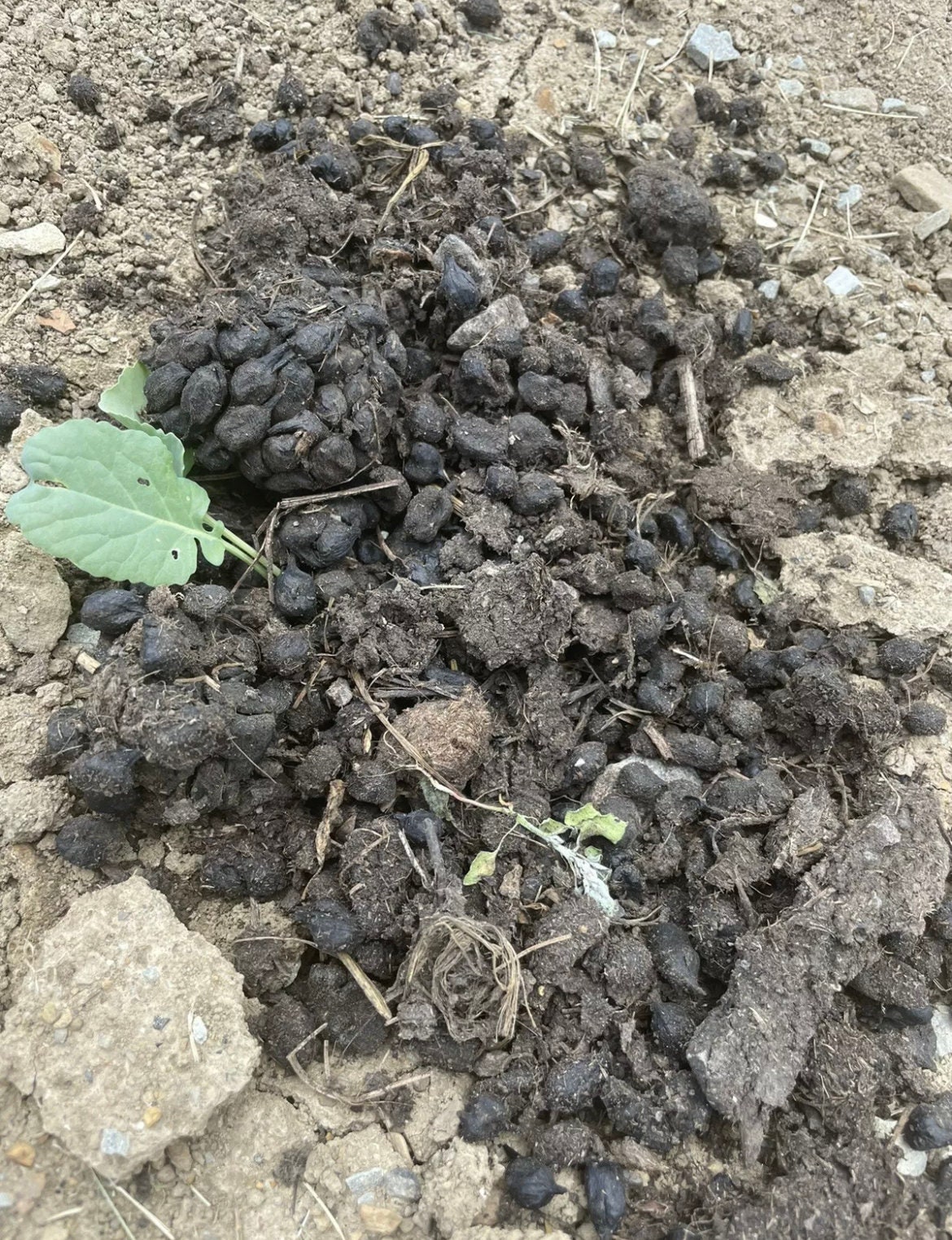 Alpaca Poop Alpaca Manure Alpaca Beans Soil Amendment Etsy